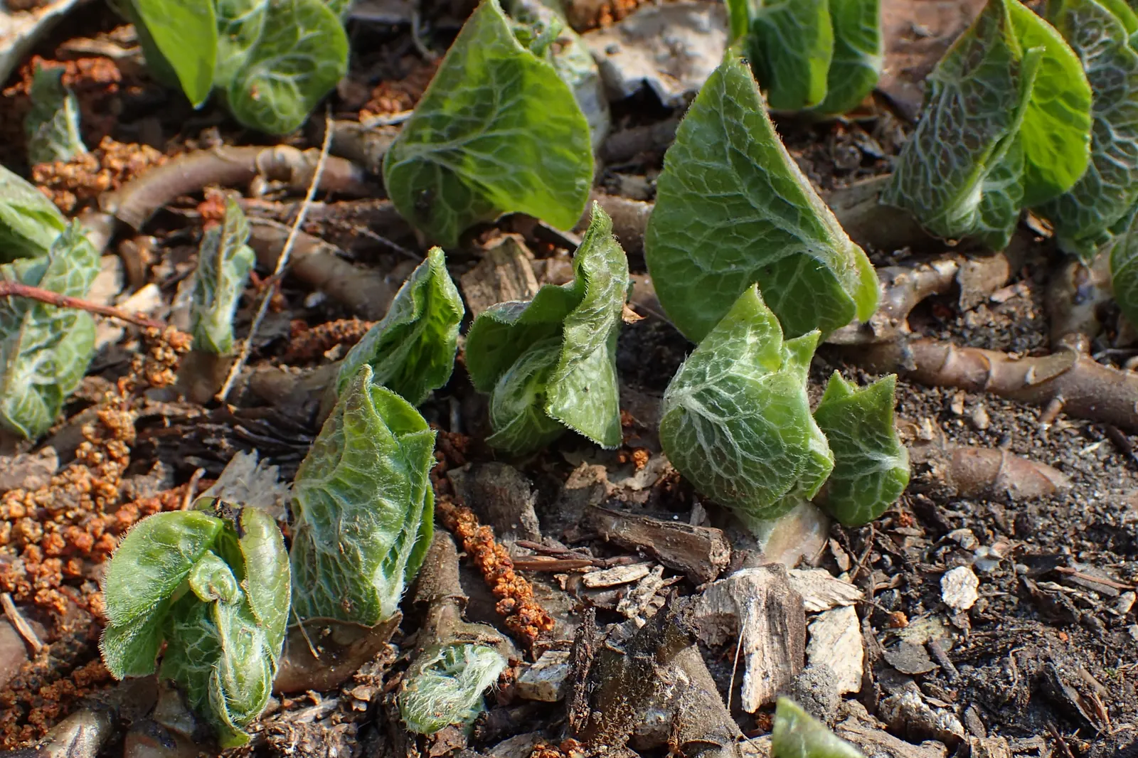 Wild Ginger (Asarum Canadense) — is a North American native perennial that thrives in the dappled shade of woodland settings; typically reaching, image 113