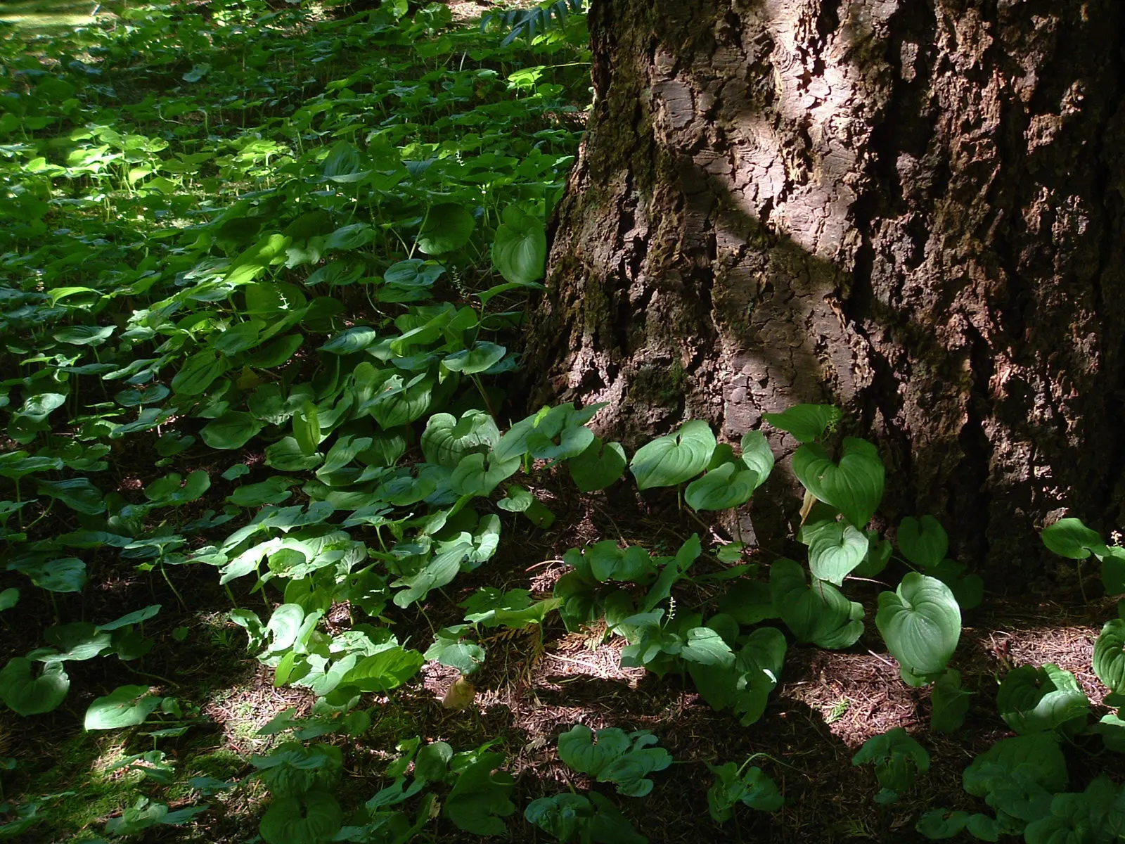 Wild Ginger (Asarum Canadense) — The flowers are a reddish-brown hue