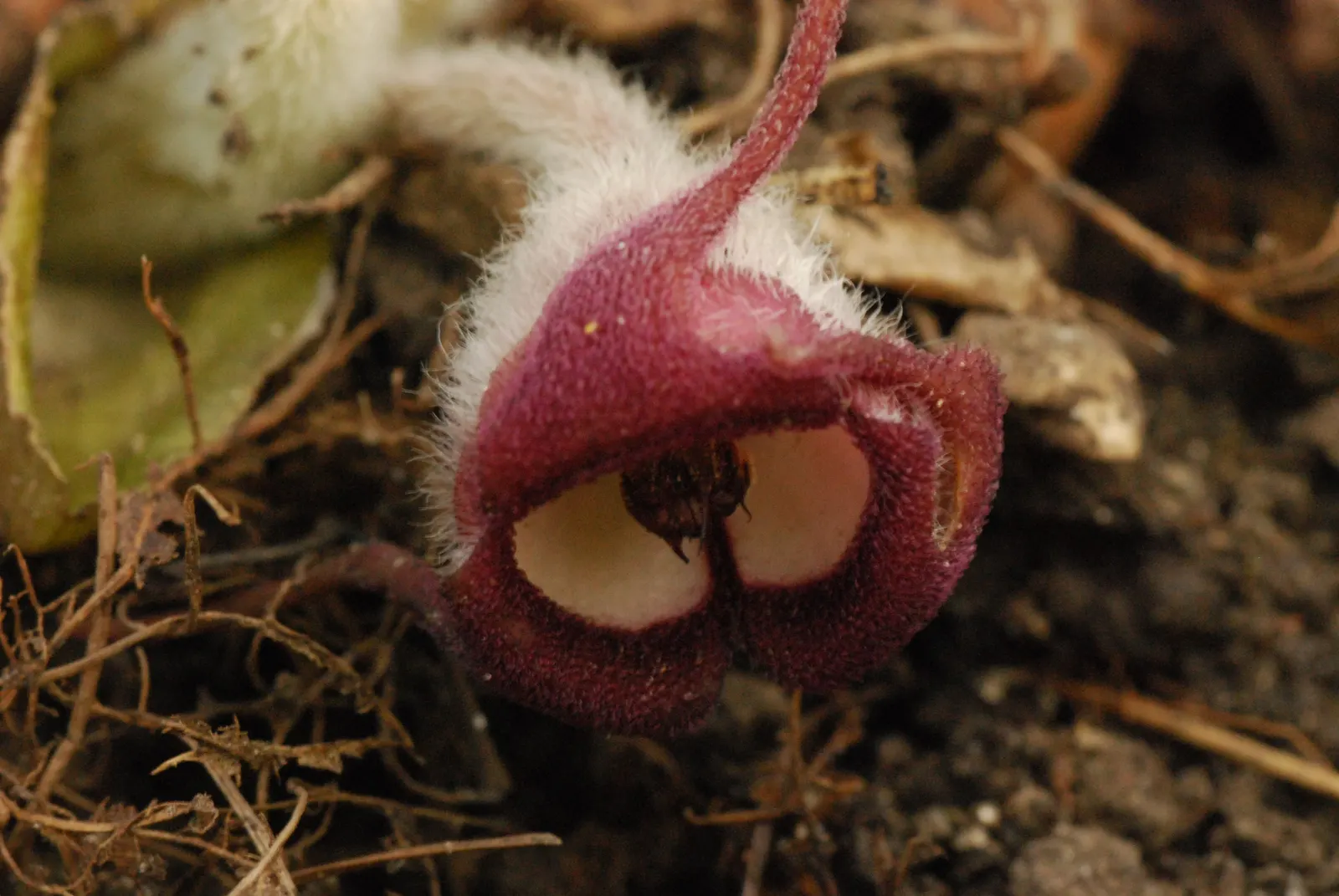 Wild Ginger (Asarum Canadense) — adding a broad-leafed visual interest beneath taller plants or trees; typically reaching only 6 to 12 inches in, image 98