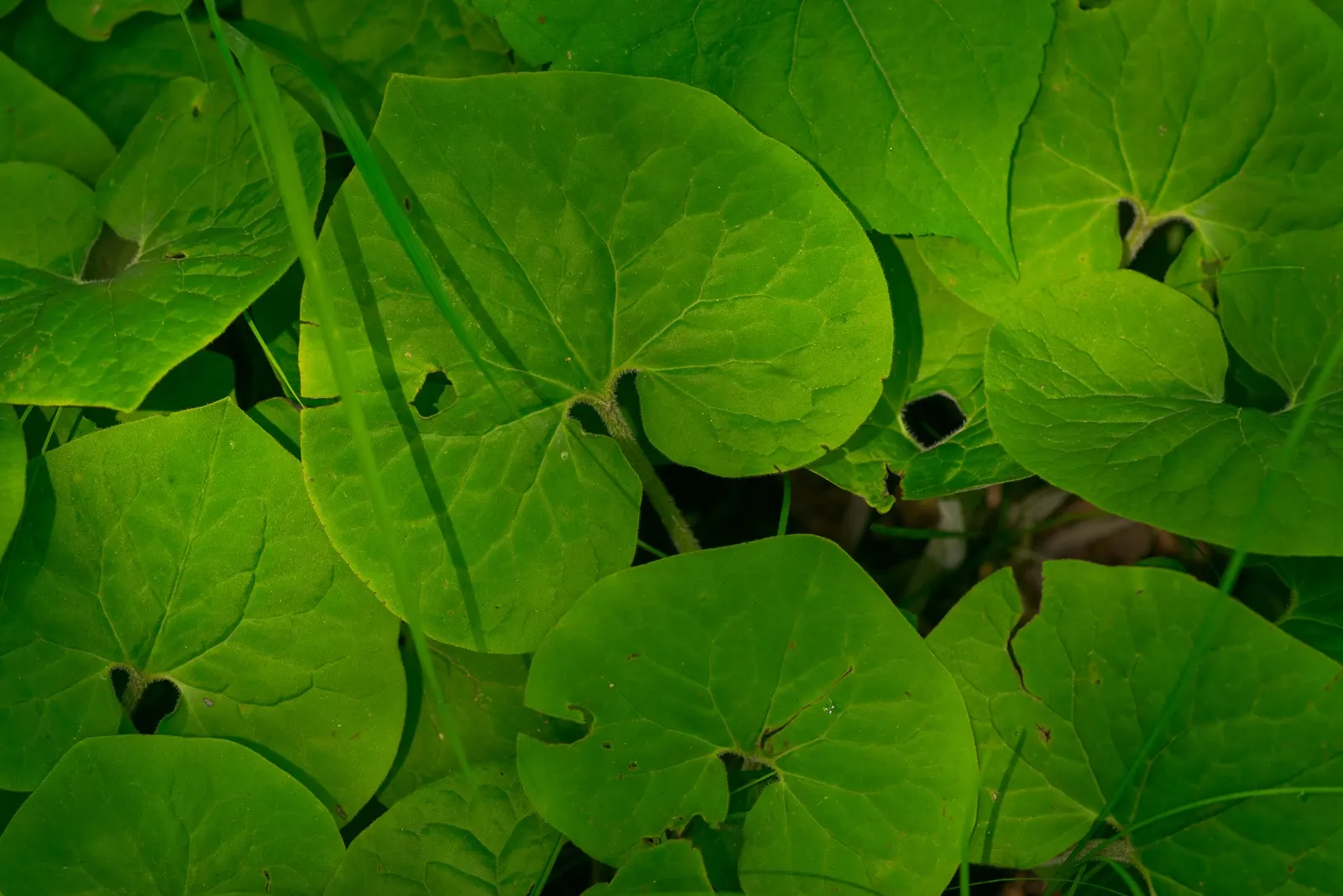 Wild Ginger (Asarum Canadense) — typically reaching only 6 to 12 inches in height with a similar spread