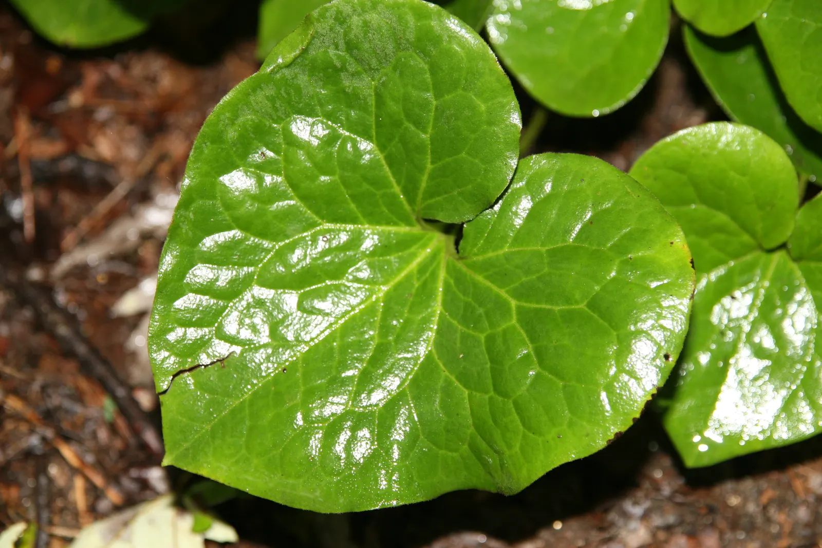 Wild Ginger (Asarum Canadense) — well-drained soil with a slightly acidic to neutral pH; typically reaching only 6 to 12 inches in height with a similar spread