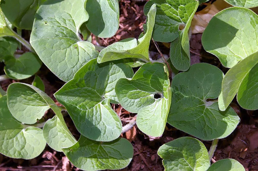 Wild Ginger (Asarum Canadense) — creating a lush carpet of foliage.<br><br>The heart-shaped leaves of Wild Ginger are a deep green; when planting, image 96