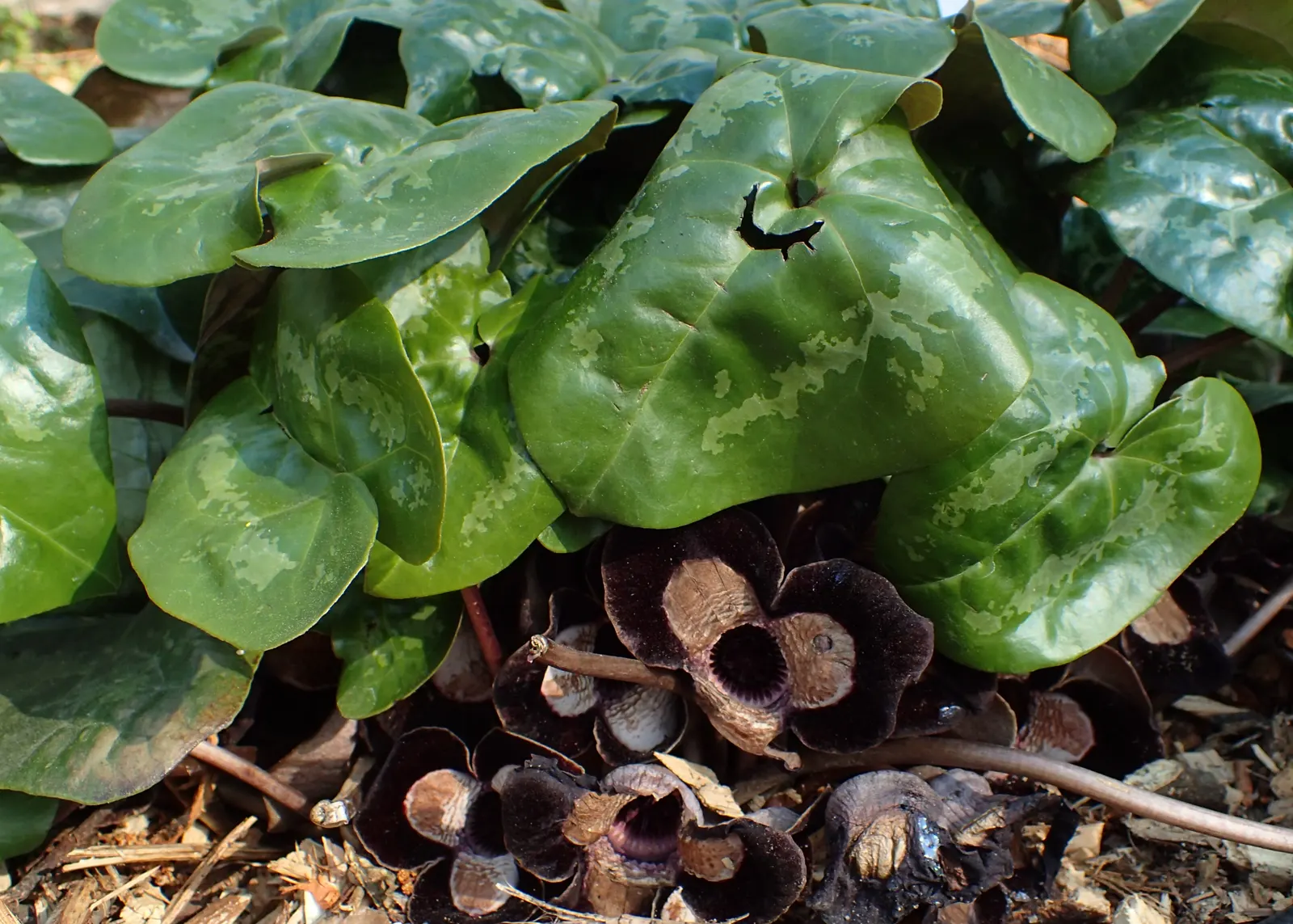 Wild Ginger (Asarum Canadense) — ground cover for half or shade; when planting, space the rhizomes approximately 12 inches apart to establish a, image 105