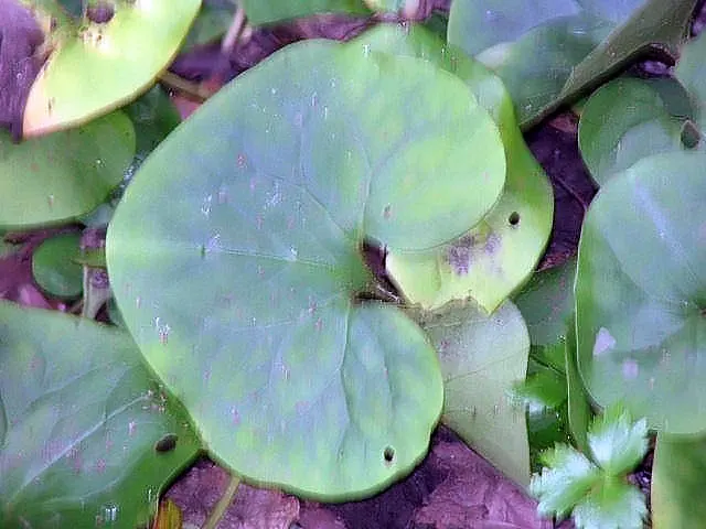 Wild Ginger (Asarum Canadense) — is a North American native perennial that thrives in the dappled shade of woodland settings; typically reaching only 6 to 12