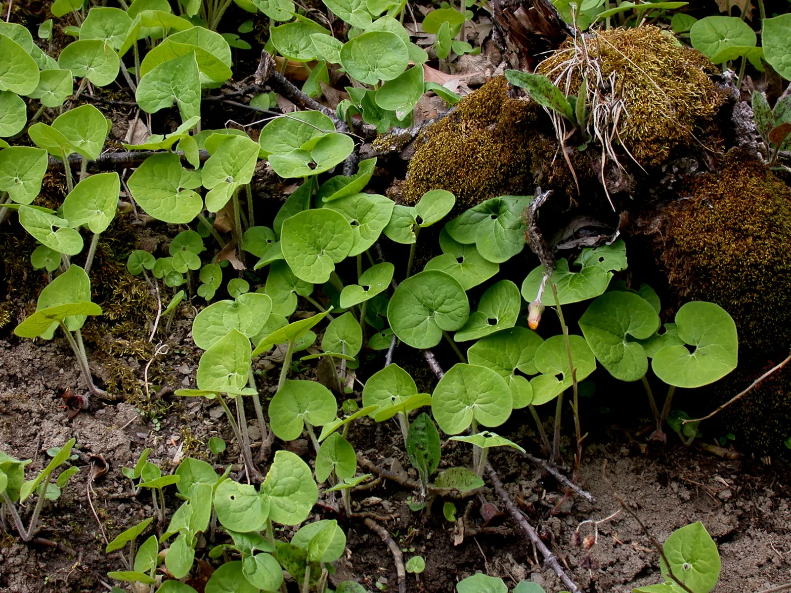 Wild Ginger (Asarum Canadense) — The plant boasts a low-spreading habit; maroon, bell-shaped flowers bloom subtly beneath foliage in spring, image 73