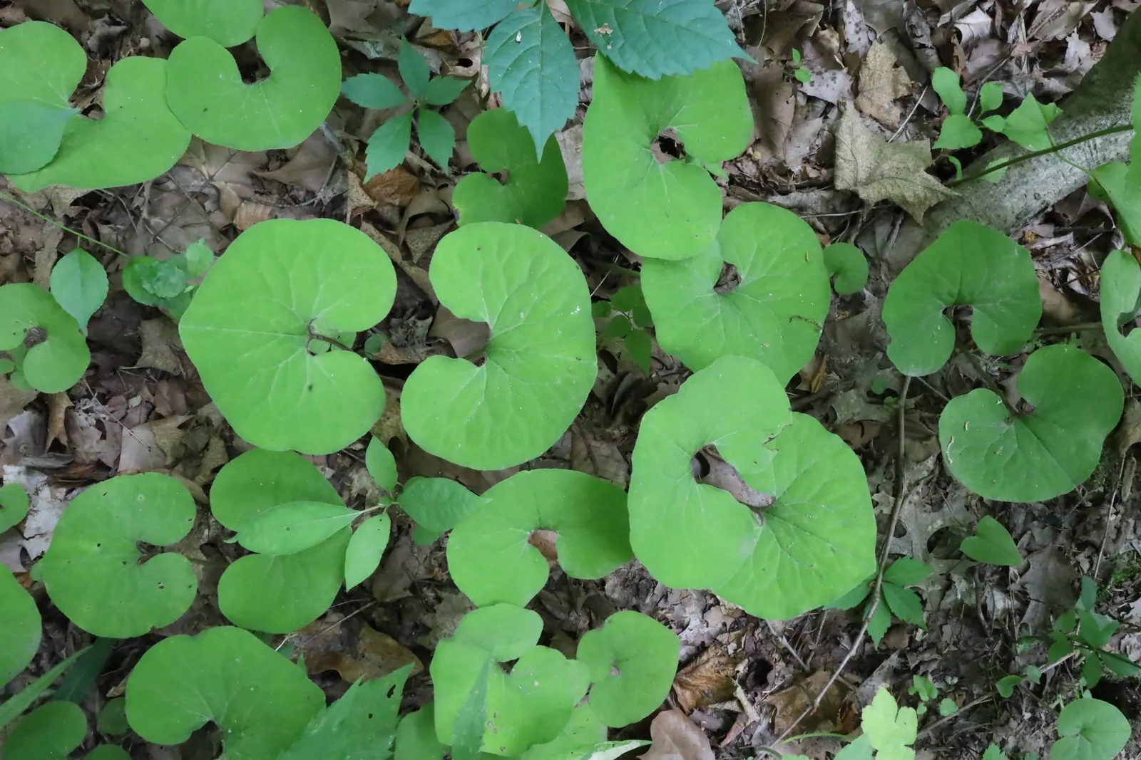 Wild Ginger (Asarum Canadense) — With heart-shaped leaves reaching 6 inches wide, it spreads to form a dense, 12-24 inches wide mat; when planting, space the