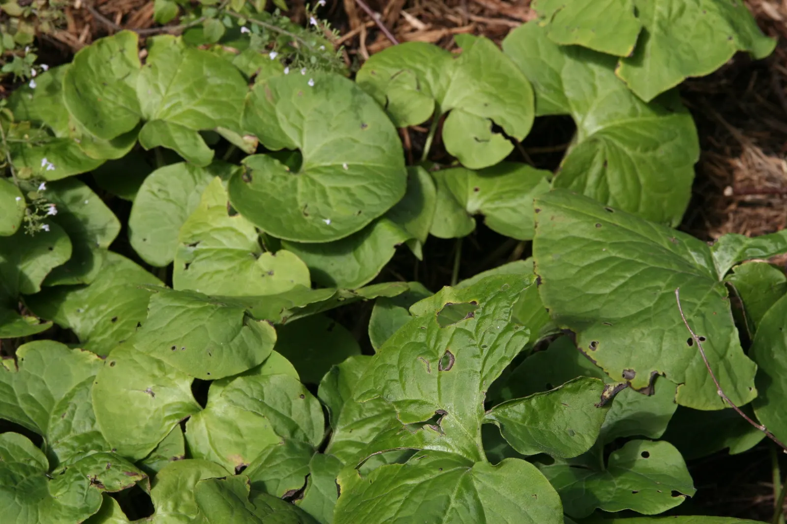 Wild Ginger (Asarum Canadense) — where its roots were utilized as a ginger substitute; typically reaching only 6 to 12 inches in height with a, image 83