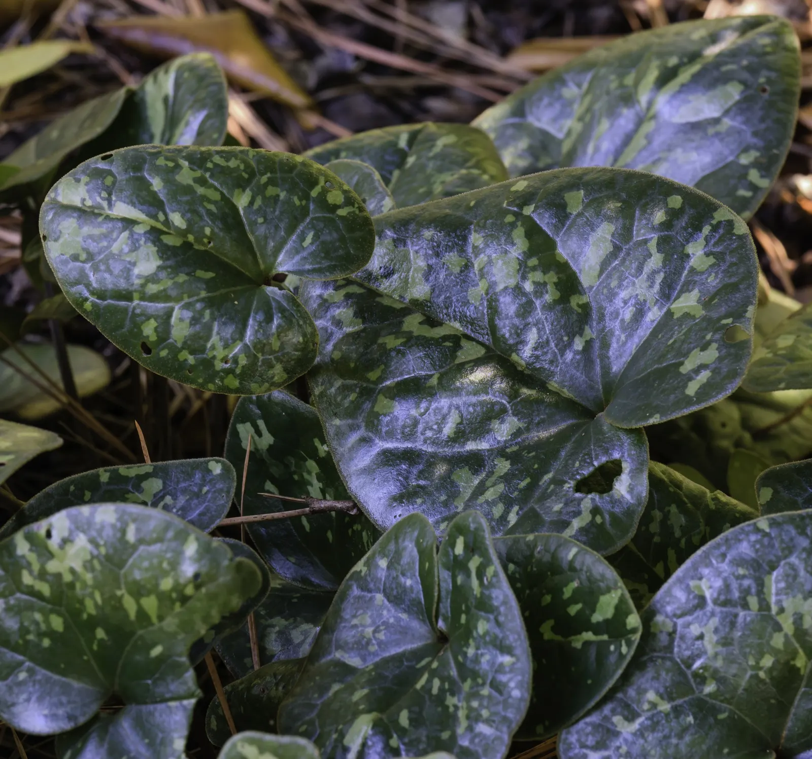 Wild Ginger (Asarum Canadense) — The flowers are a reddish-brown hue; maroon, bell-shaped flowers bloom subtly beneath foliage in spring