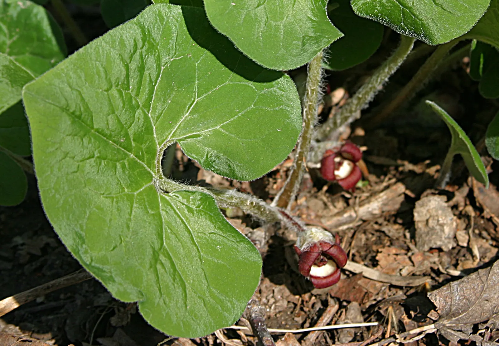 Wild Ginger (Asarum Canadense) — Wild Ginger, or Asarum canadense, is a North American perennial groundcover