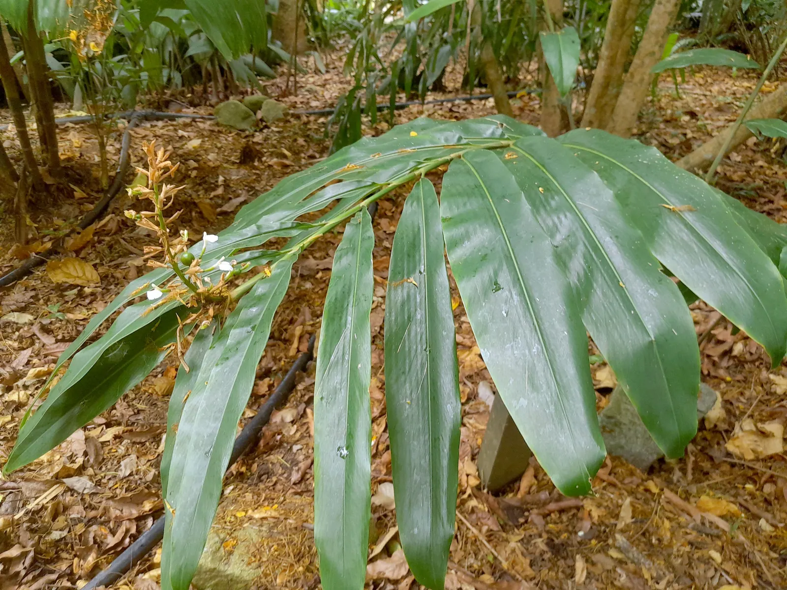 Wild Ginger (Asarum Canadense) — well-drained soil with a slightly acidic to neutral pH