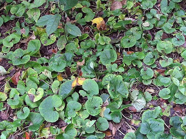 Wild Ginger (Asarum Canadense) — Wild Ginger, or Asarum canadense, is a North American perennial groundcover; maroon, bell-shaped flowers bloom subtly beneath