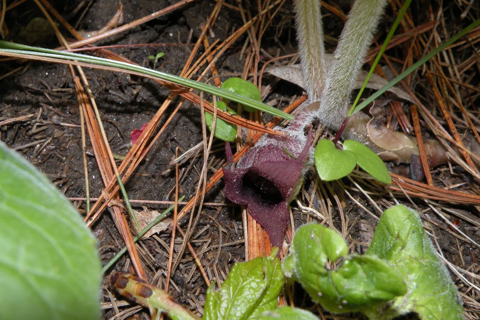 Wild Ginger (Asarum Canadense) — making it an exemplary choice for naturalistic and shade garden designs; when planting, space the rhizomes, image 93