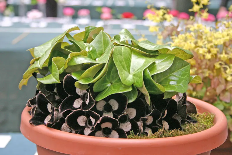 Wild Ginger (Asarum Canadense) — Growing to 6 inches tall, it thrives in shade to part-shade and prefers moist, rich soil; typically reaching only 6 to 12