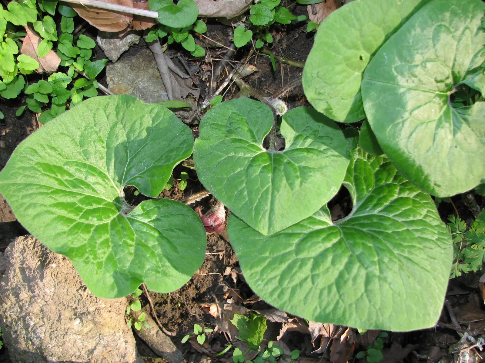 Wild Ginger (Asarum Canadense) — When planting, space the rhizomes approximately 12 inches apart to establish a dense mat, image 102