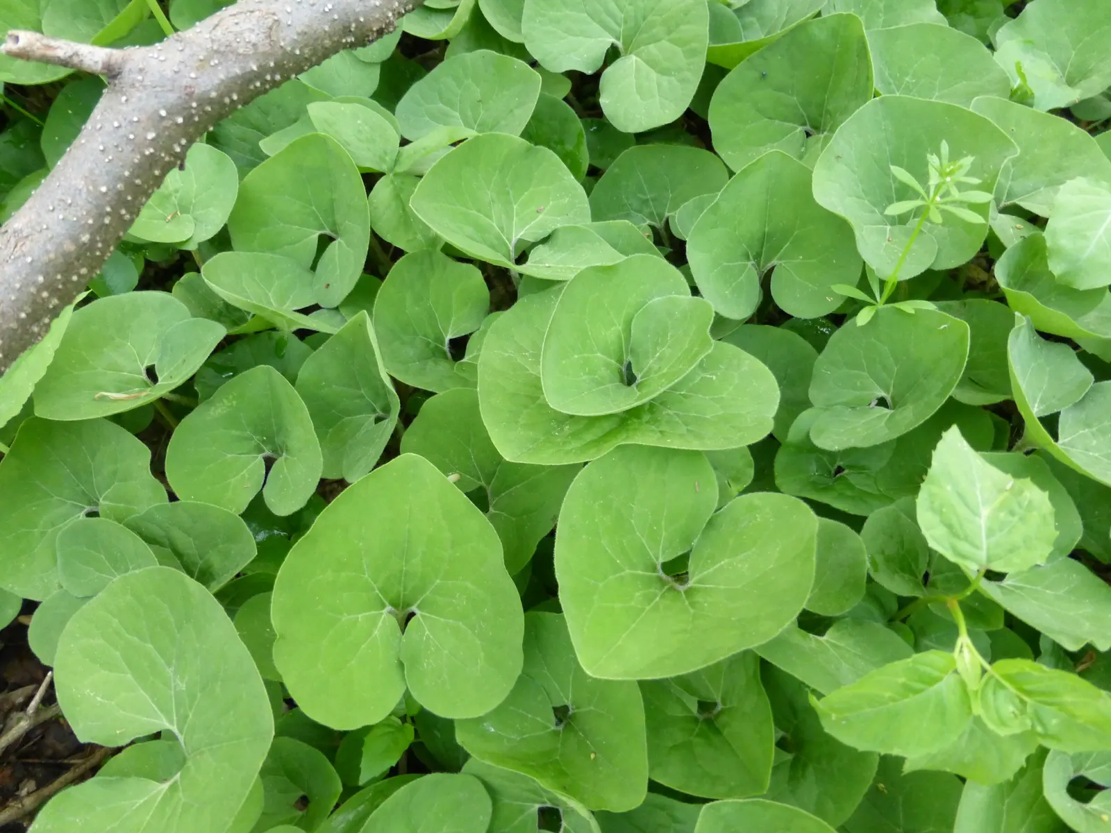 Wild Ginger (Asarum Canadense) — commonly known as Wild Ginger; maroon, bell-shaped flowers bloom subtly beneath foliage in spring, image 49