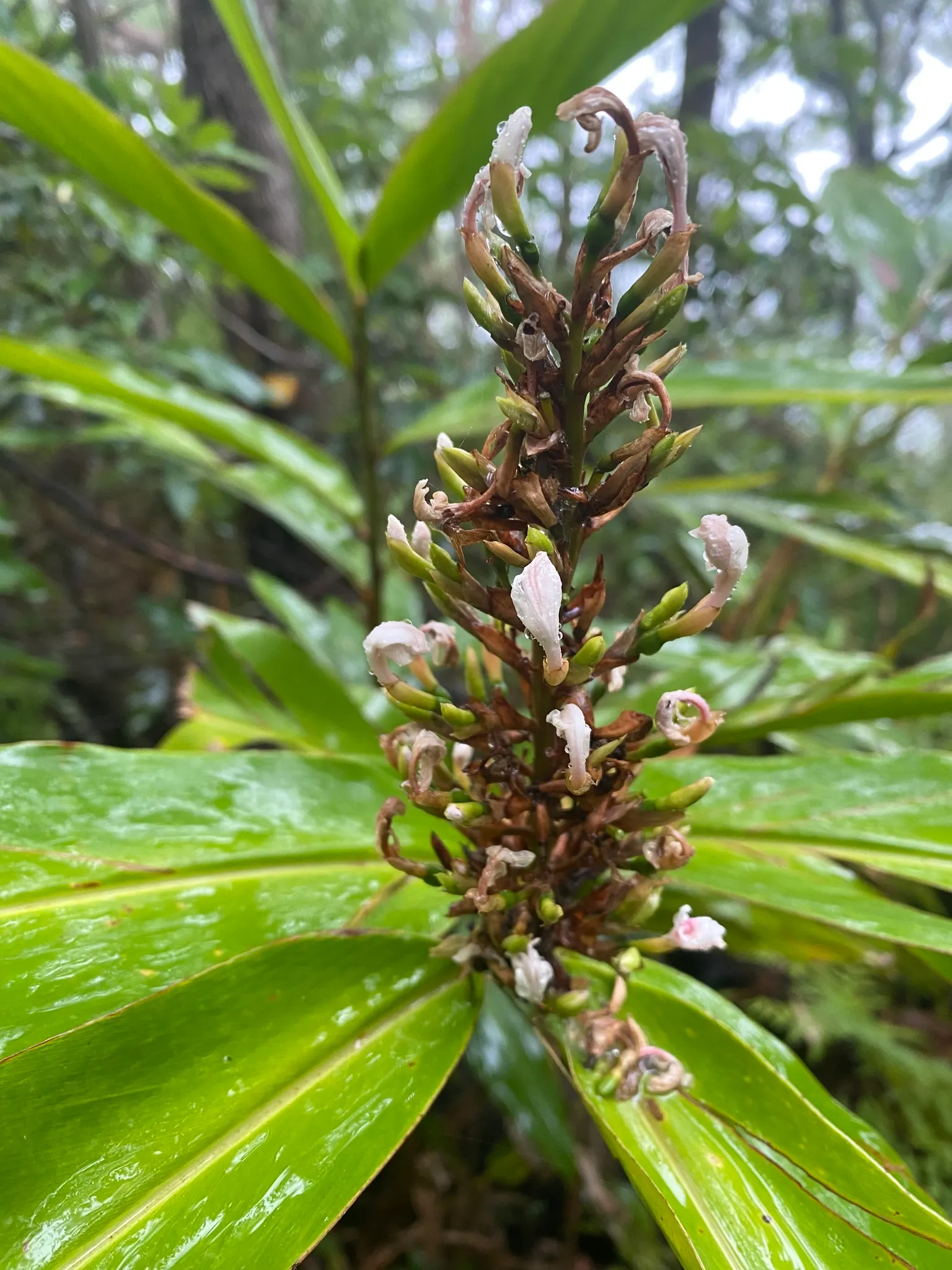 Wild Ginger (Asarum Canadense) — Maroon, bell-shaped flowers bloom subtly beneath foliage in spring, image 25