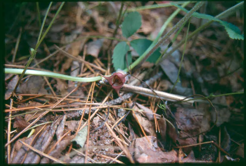 Wild Ginger (Asarum Canadense) — In late spring, the plant produces curious, cup-shaped flowers, which are often hidden beneath its foliage; when, image 78