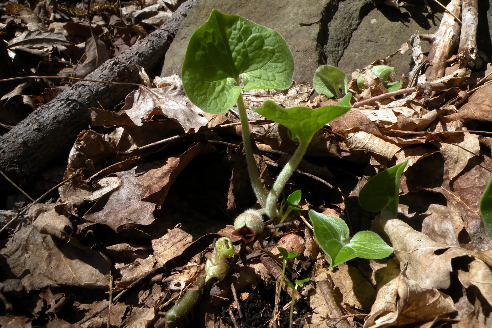 Wild Ginger (Asarum Canadense) — The plant boasts a low-spreading habit