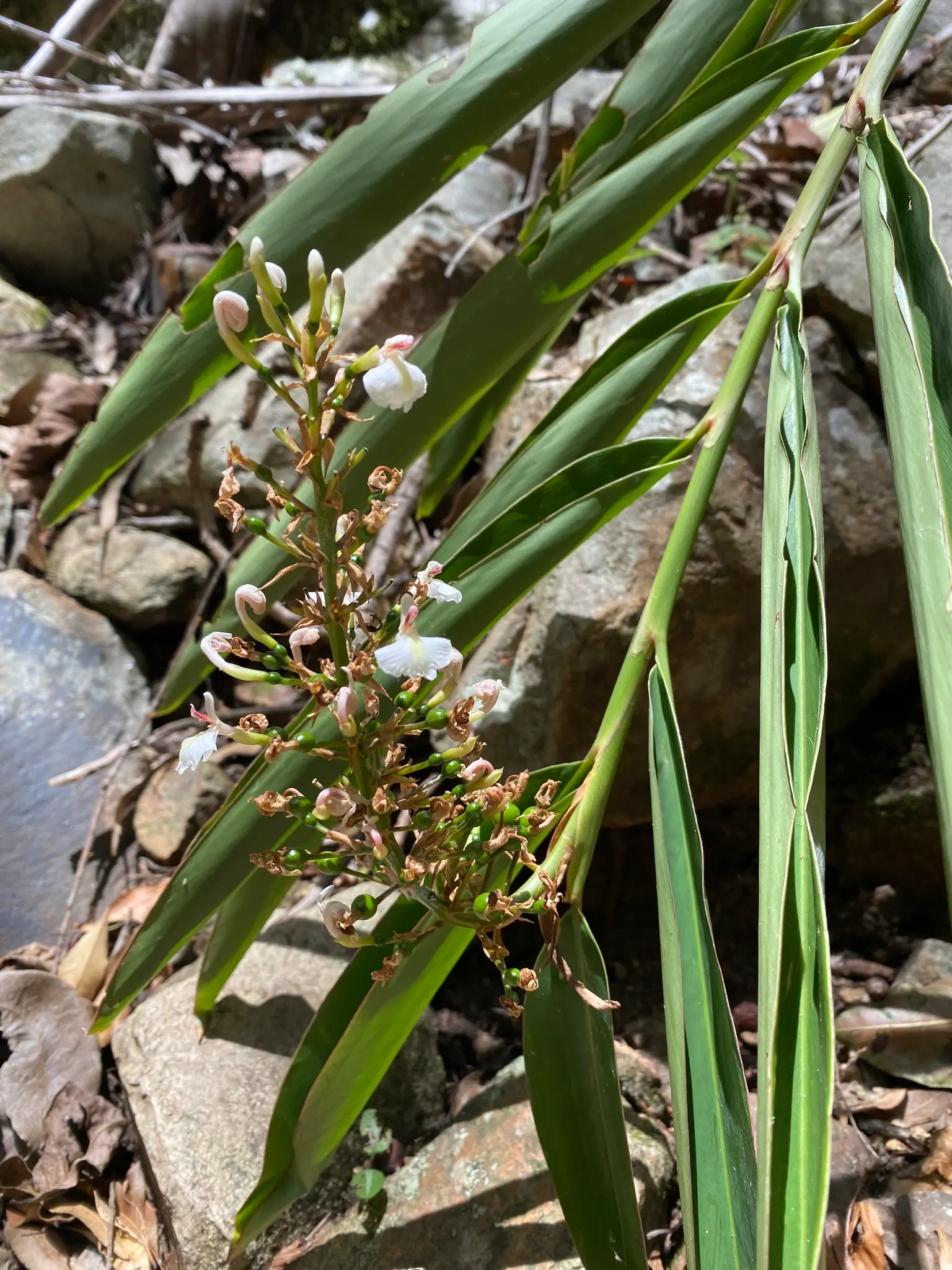 Wild Ginger (Asarum Canadense) — making it an exemplary choice for naturalistic and shade garden designs; when planting, space the rhizomes, image 114