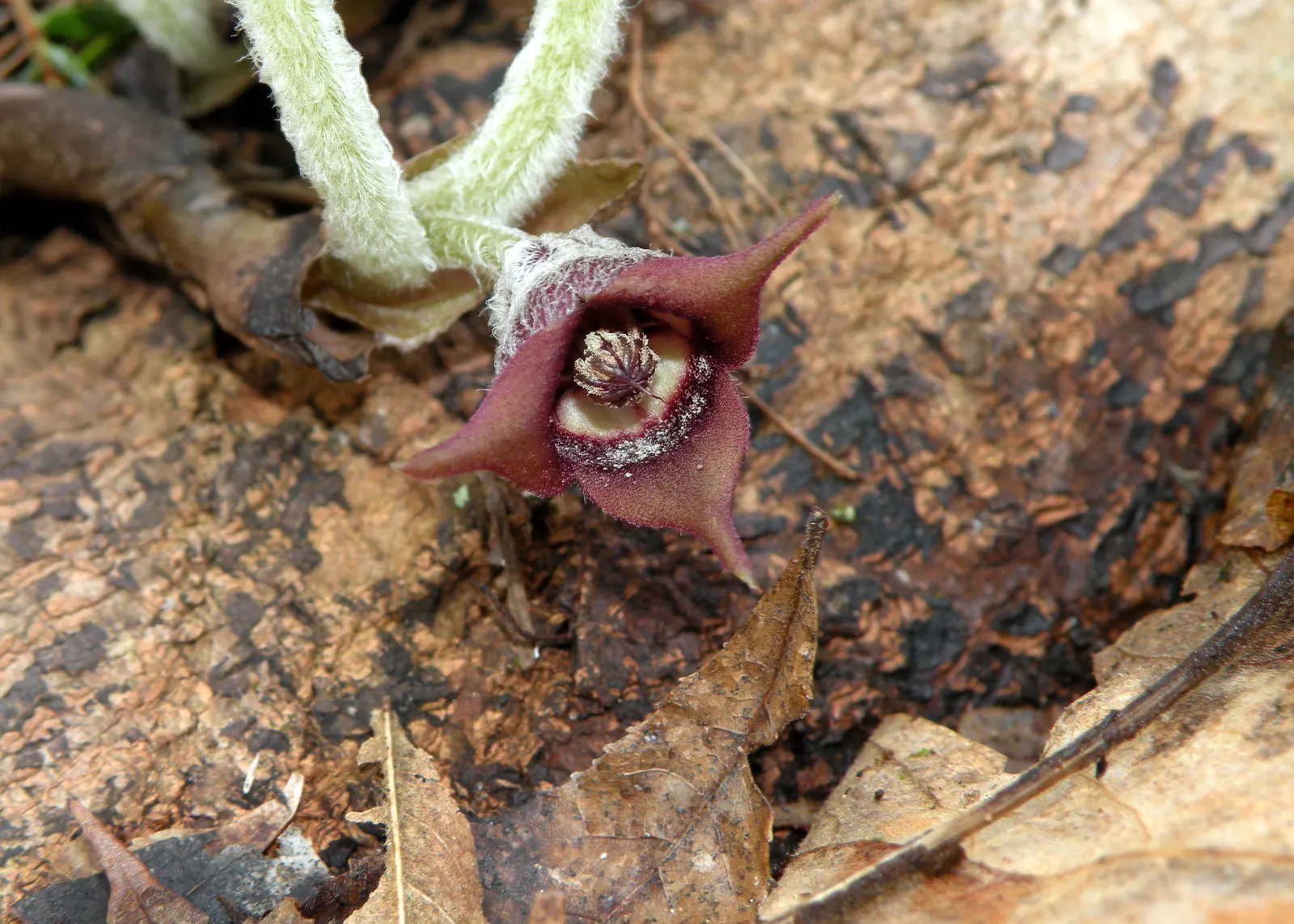 Wild Ginger (Asarum Canadense) — With heart-shaped leaves reaching 6 inches wide, it spreads to form a dense, 12-24 inches wide mat; when planting, image 108