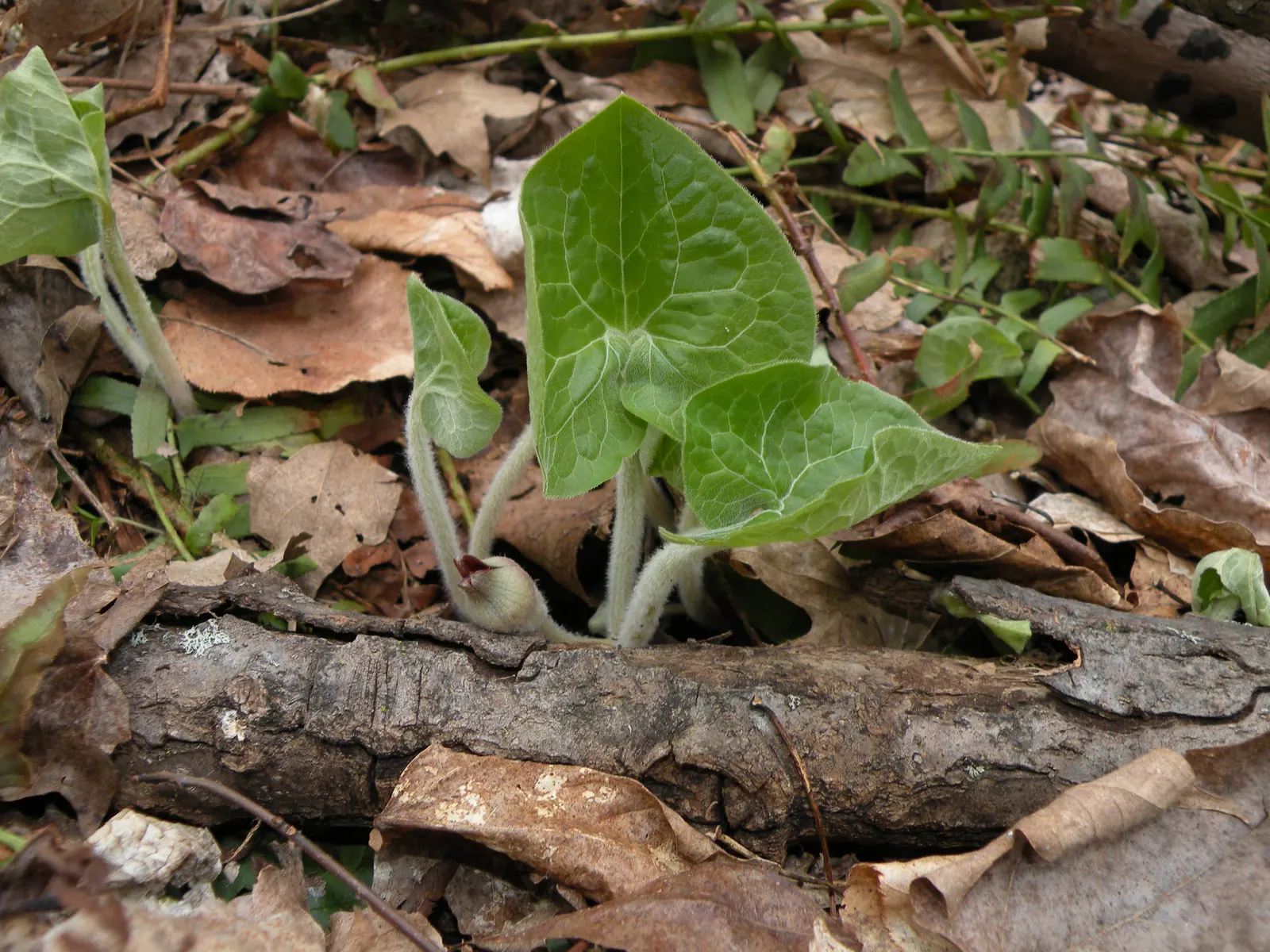 Wild Ginger (Asarum Canadense) — commonly known as Wild Ginger; maroon, bell-shaped flowers bloom subtly beneath foliage in spring