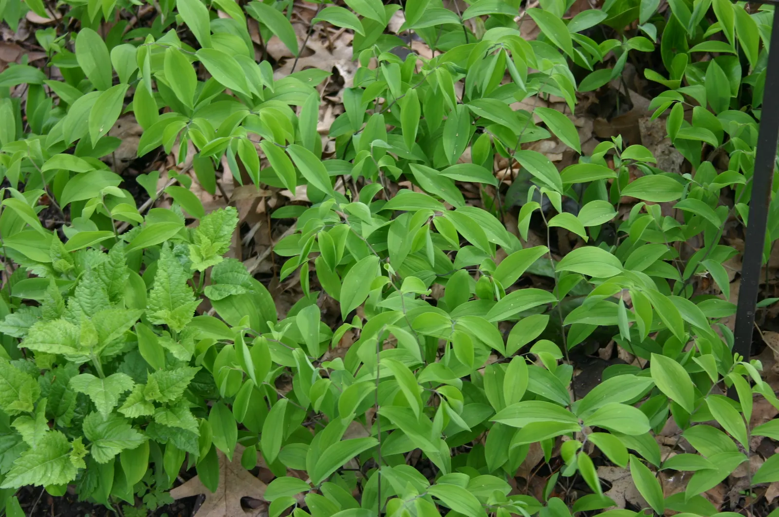 Wild Ginger (Asarum Canadense) — Growing to 6 inches tall, it thrives in shade to part-shade and prefers moist, rich soil; typically reaching only, image 65