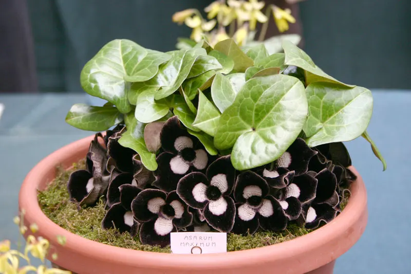 Wild Ginger (Asarum Canadense) — In late spring, the plant produces curious, cup-shaped flowers, which are often hidden beneath its foliage; when planting