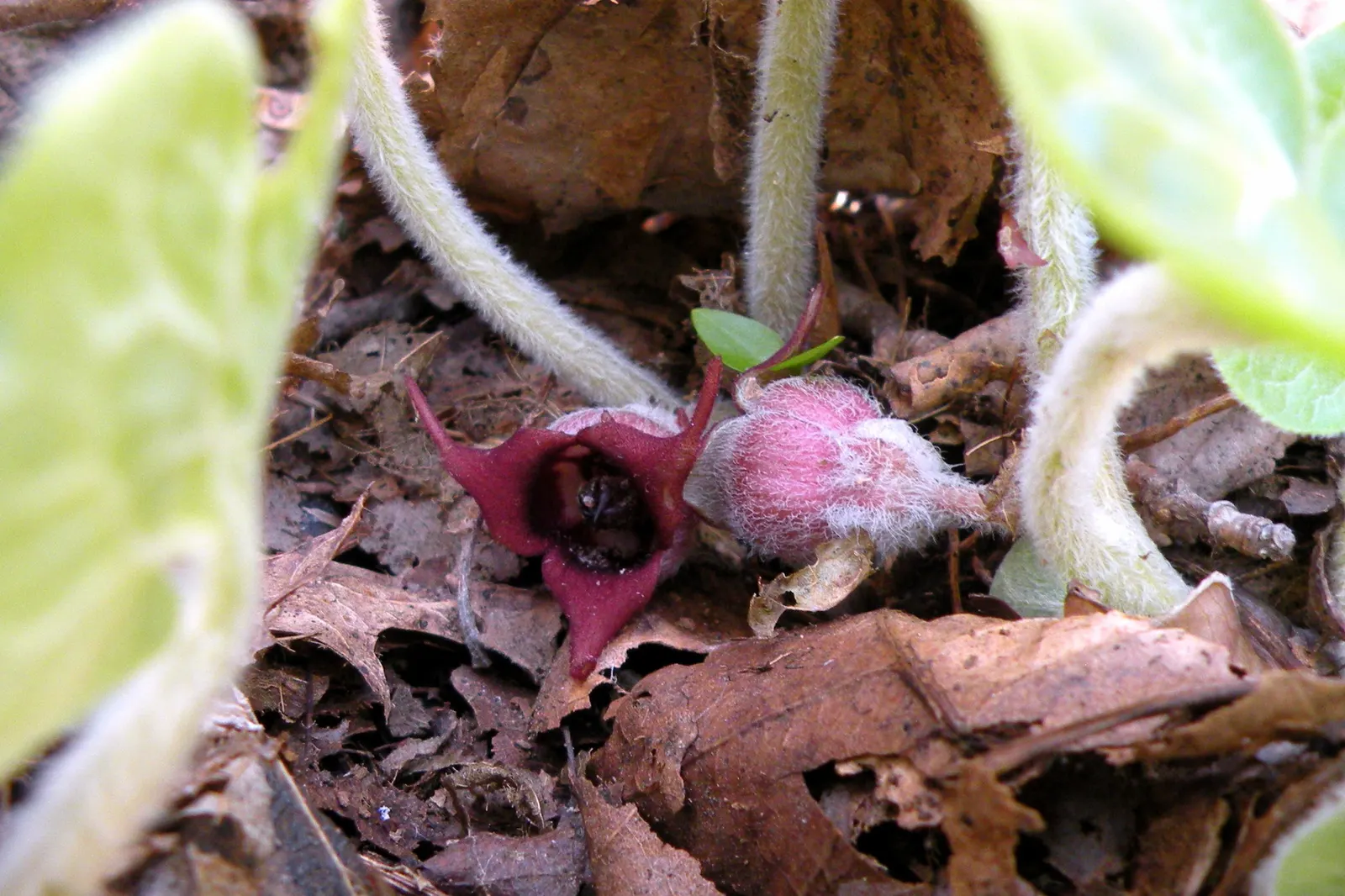 Wild Ginger (Asarum Canadense) — making it an exemplary choice for naturalistic and shade garden designs; when planting, space the rhizomes, image 72