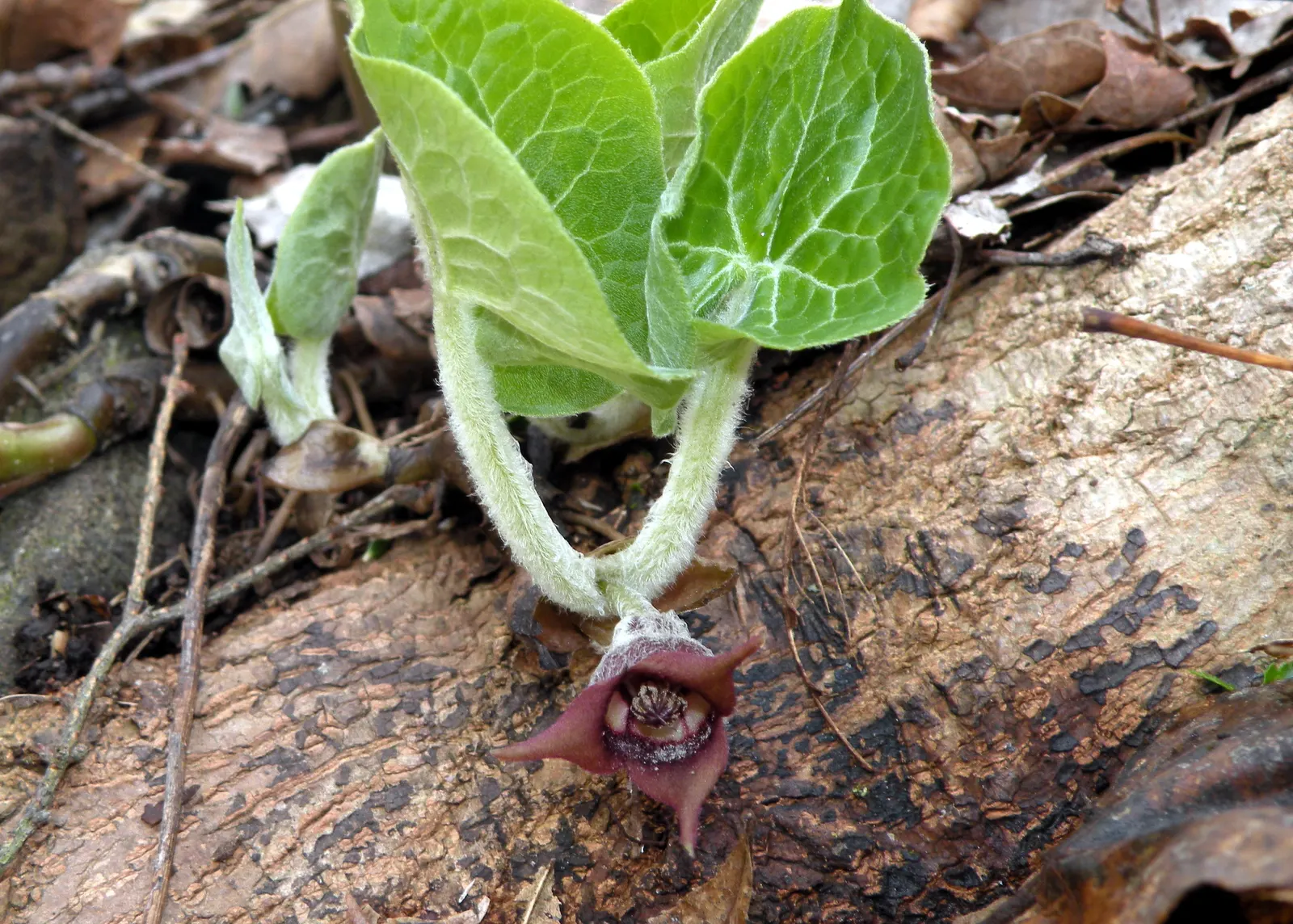 Wild Ginger (Asarum Canadense) — commonly known as Wild Ginger; maroon, bell-shaped flowers bloom subtly beneath foliage in spring, image 70