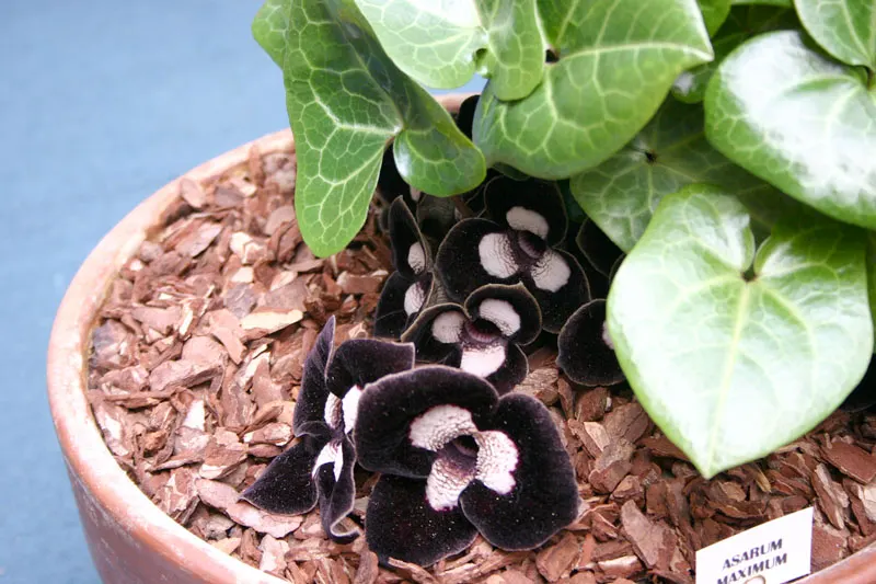 Wild Ginger (Asarum Canadense) — Wild Ginger also holds historical significance for its culinary uses