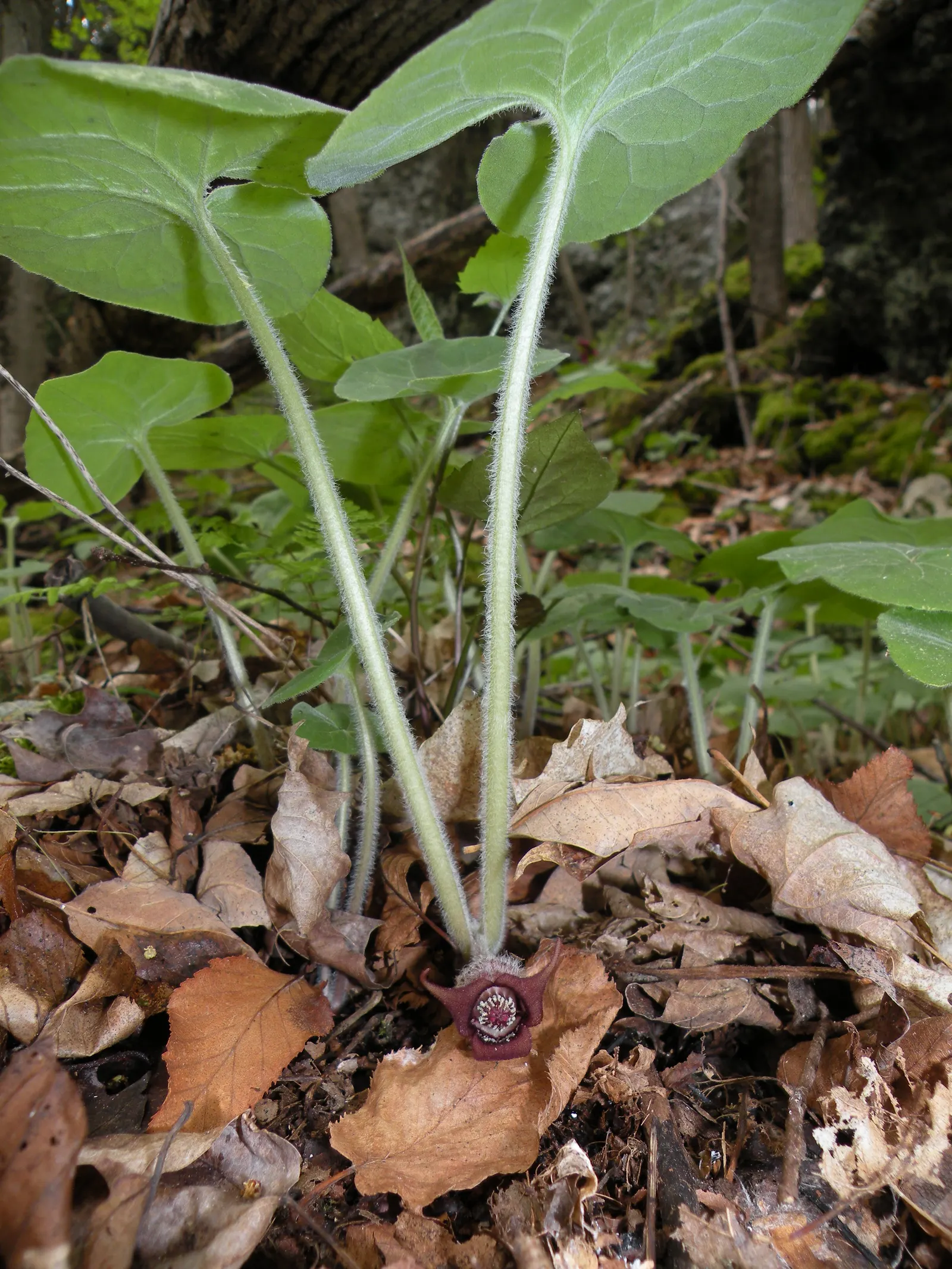Wild Ginger (Asarum Canadense) — When planting, space the rhizomes approximately 12 inches apart to establish a dense mat, image 60