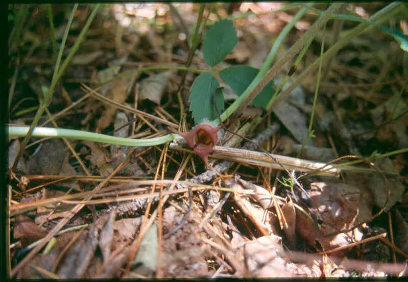 Wild Ginger (Asarum Canadense) — With heart-shaped leaves reaching 6 inches wide, it spreads to form a dense, 12-24 inches wide mat