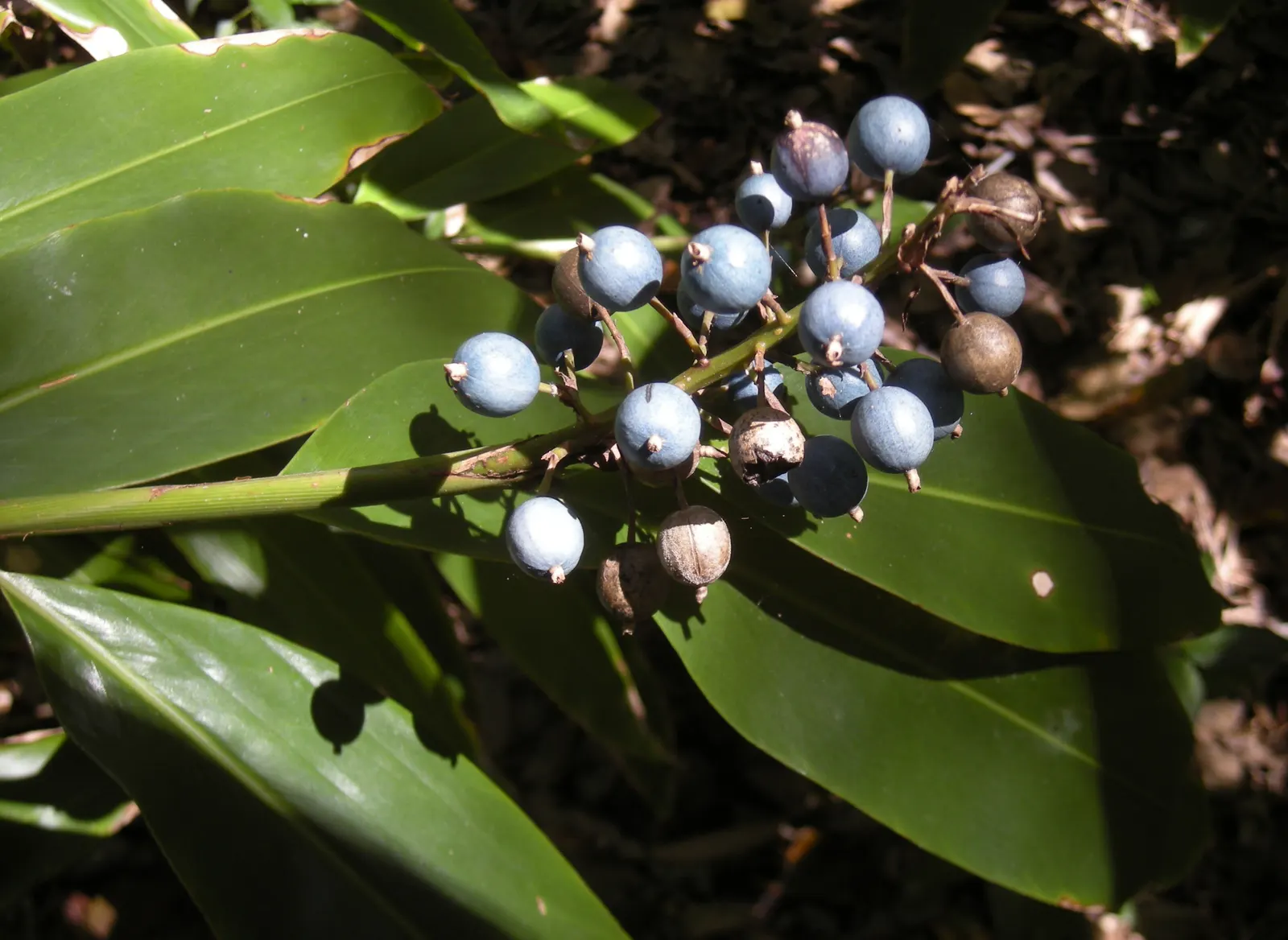 Wild Ginger (Asarum Canadense) — Maroon, bell-shaped flowers bloom subtly beneath foliage in spring, image 88
