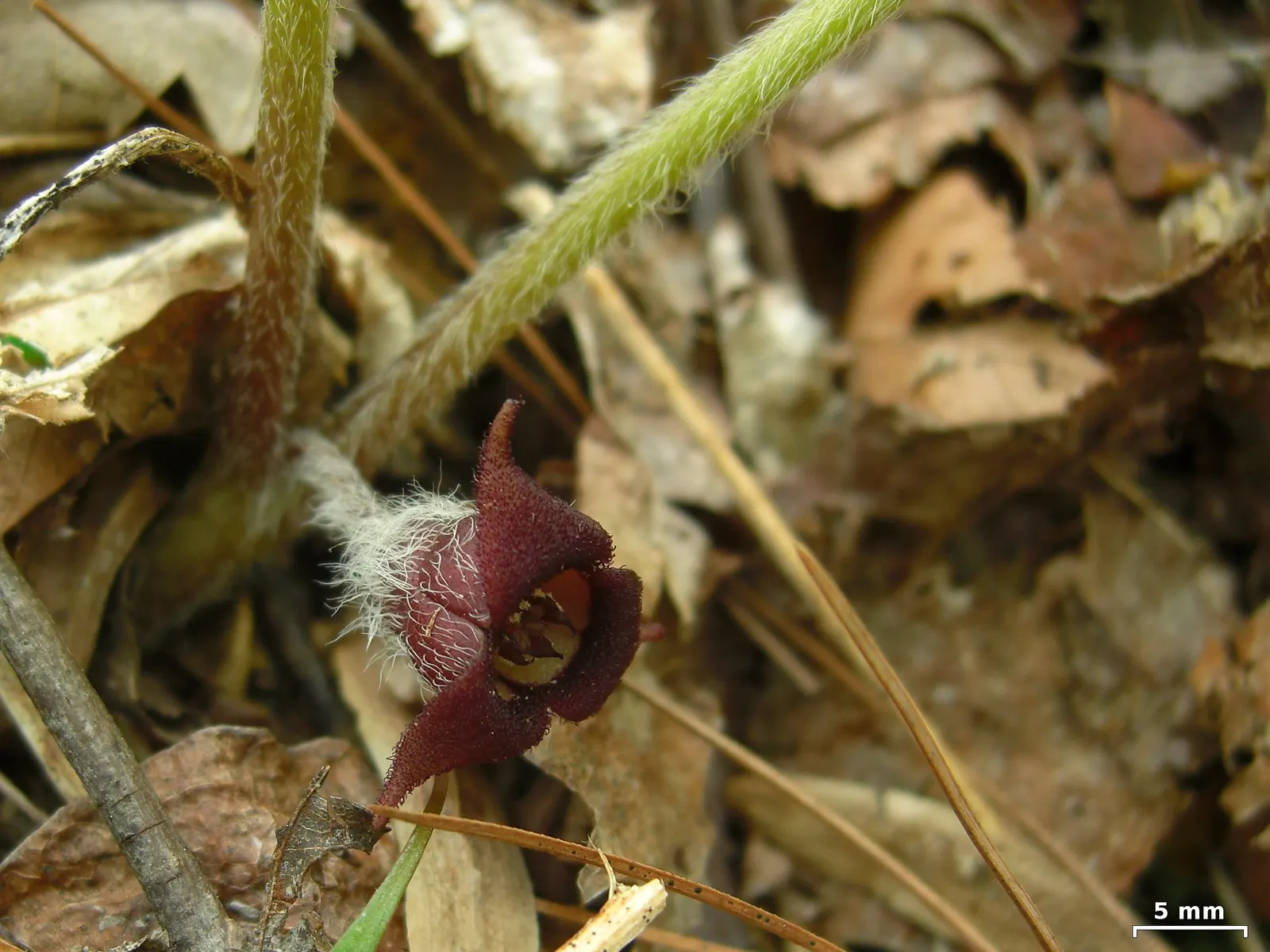 Wild Ginger (Asarum Canadense) — adding a broad-leafed visual interest beneath taller plants or trees; typically reaching only 6 to 12 inches in, image 119