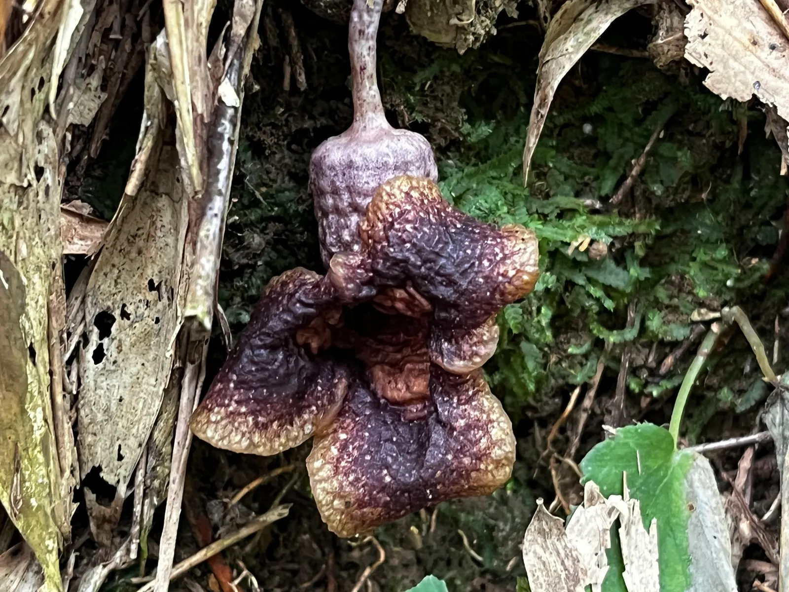 Wild Ginger (Asarum Canadense) — In late spring, the plant produces curious, cup-shaped flowers, which are often hidden beneath its foliage; when, image 99