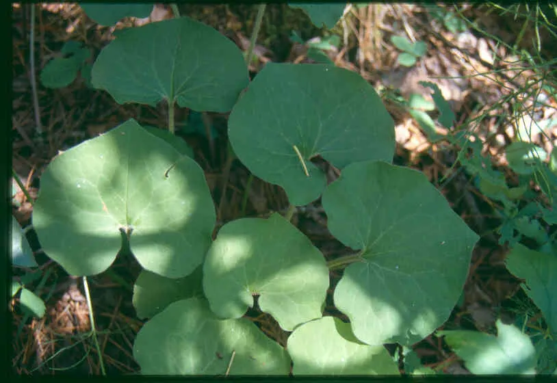 Wild Ginger (Asarum Canadense) — Growing to 6 inches tall, it thrives in shade to part-shade and prefers moist, rich soil; typically reaching only, image 86