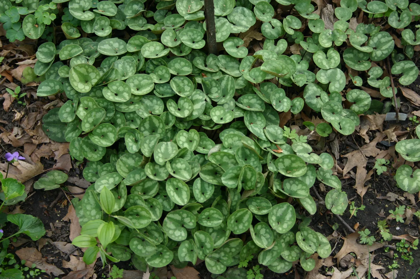 Wild Ginger (Asarum Canadense) — commonly known as Wild Ginger; maroon, bell-shaped flowers bloom subtly beneath foliage in spring, image 112