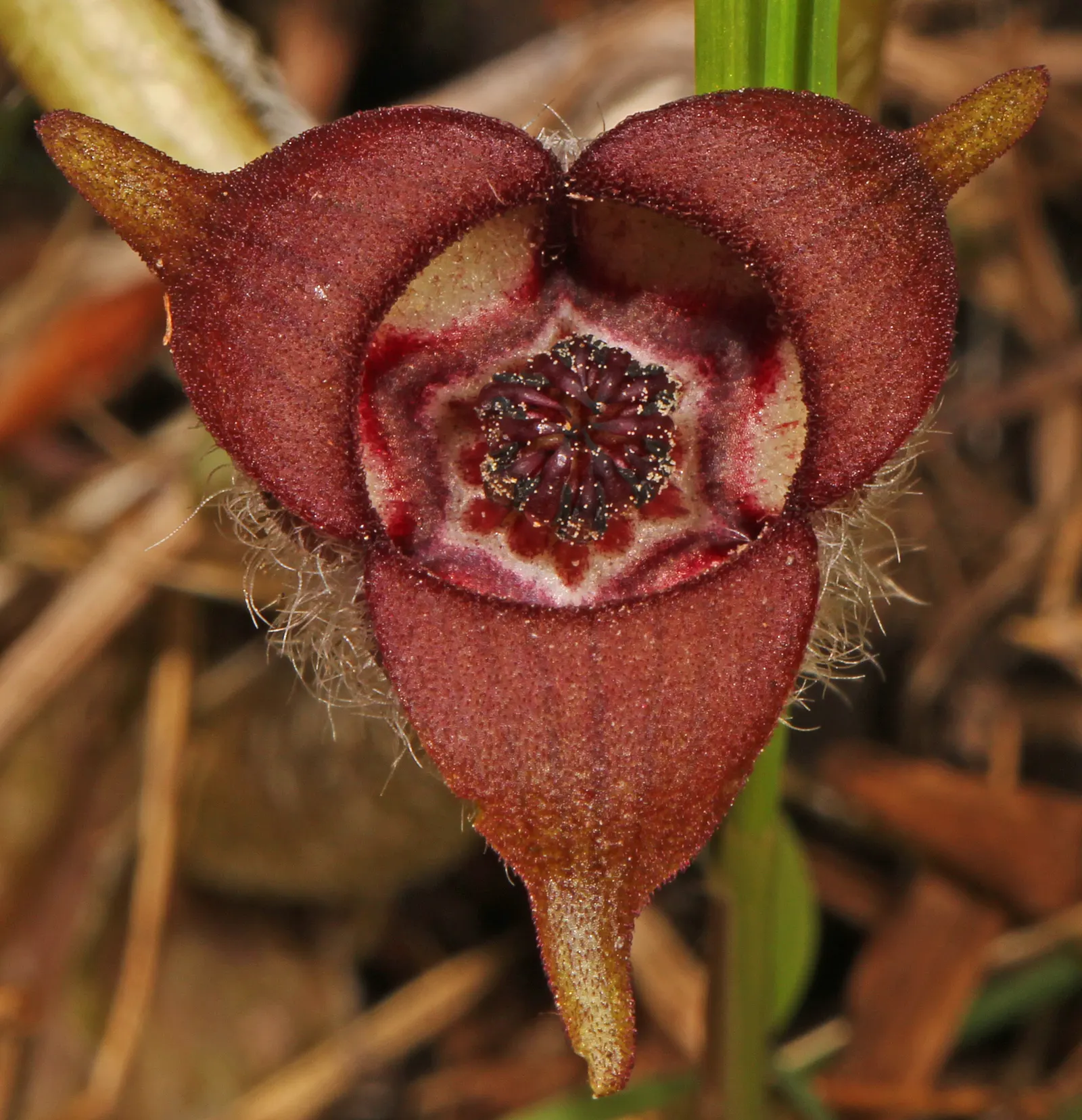 Wild Ginger (Asarum Canadense) — with a velvety texture that can span up to 6 inches across; maroon, bell-shaped flowers bloom subtly beneath foliage in spring