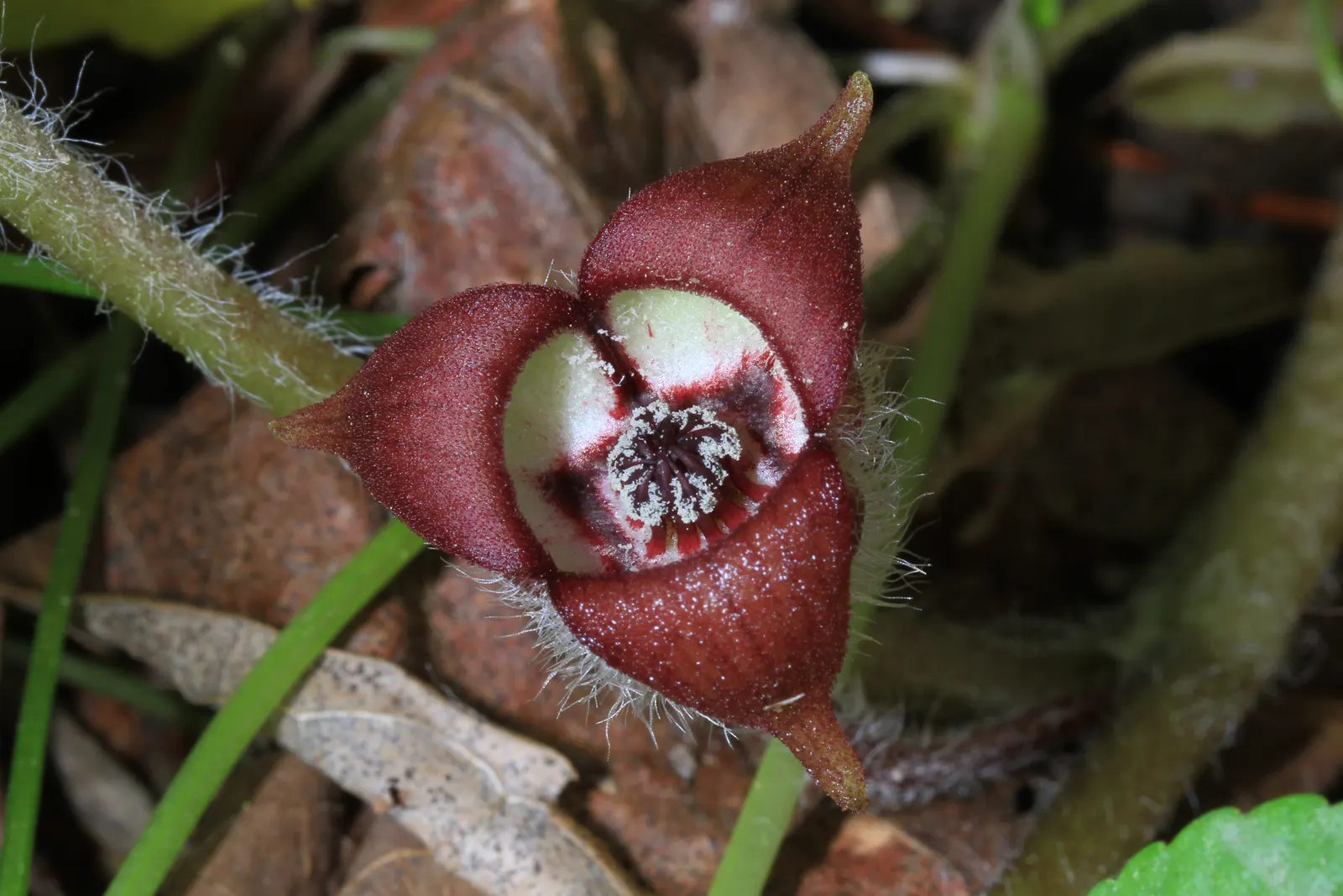 Wild Ginger (Asarum Canadense) — ground cover for half or shade