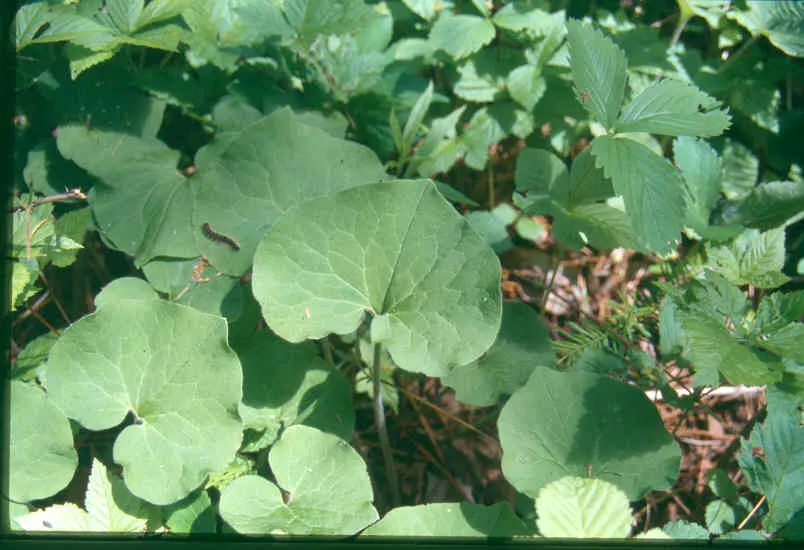 Wild Ginger (Asarum Canadense) — Wild Ginger also holds historical significance for its culinary uses; maroon, bell-shaped flowers bloom subtly, image 103
