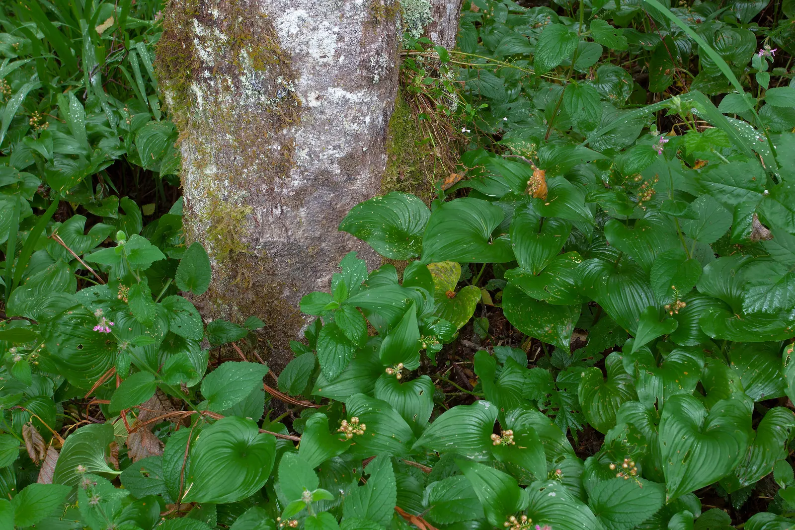 Wild Ginger (Asarum Canadense) — Hardy, low-maintenance, and excellent for naturalistic woodland settings; when planting, space the rhizomes, image 48