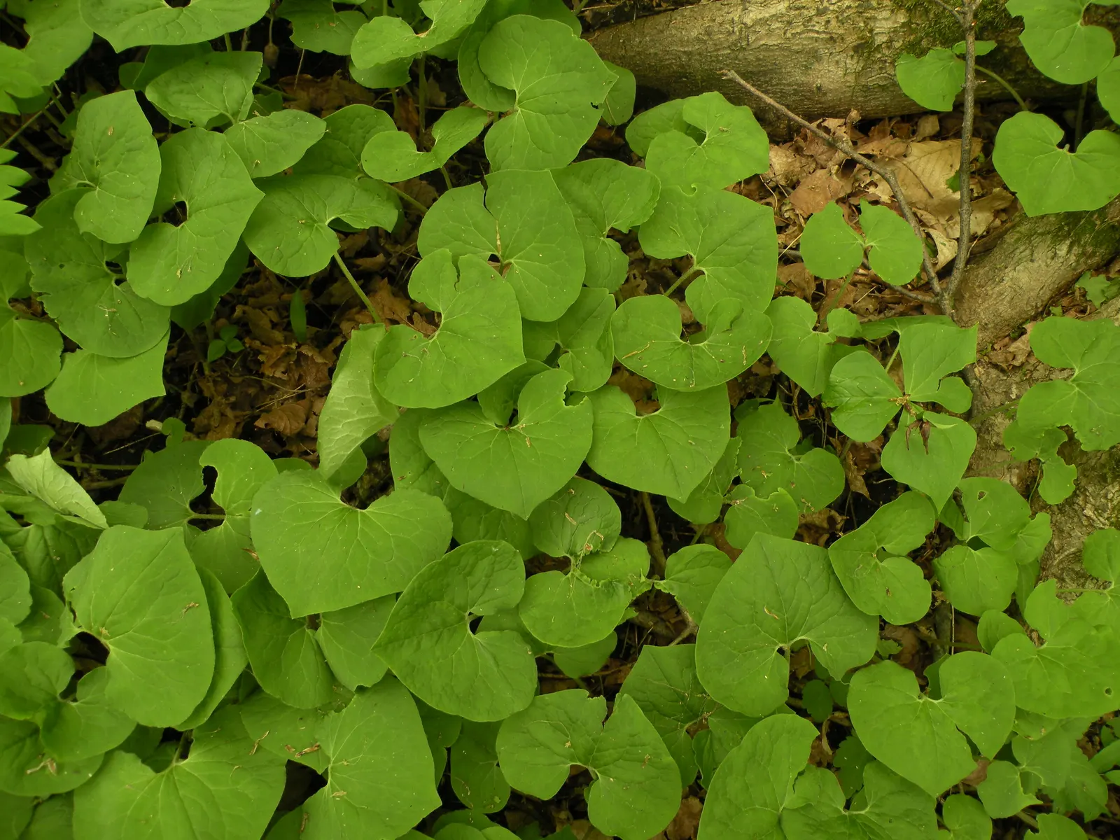 Wild Ginger (Asarum Canadense) — typically reaching only 6 to 12 inches in height with a similar spread, image 32