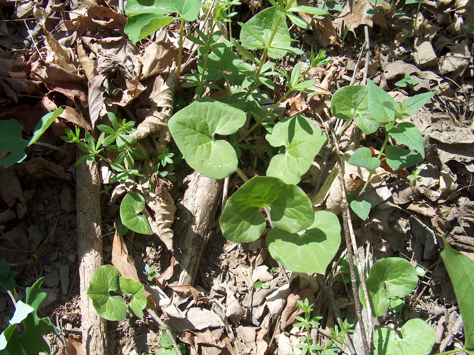 Wild Ginger (Asarum Canadense) — well-drained soil with a slightly acidic to neutral pH; typically reaching only 6 to 12 inches in height with a, image 80
