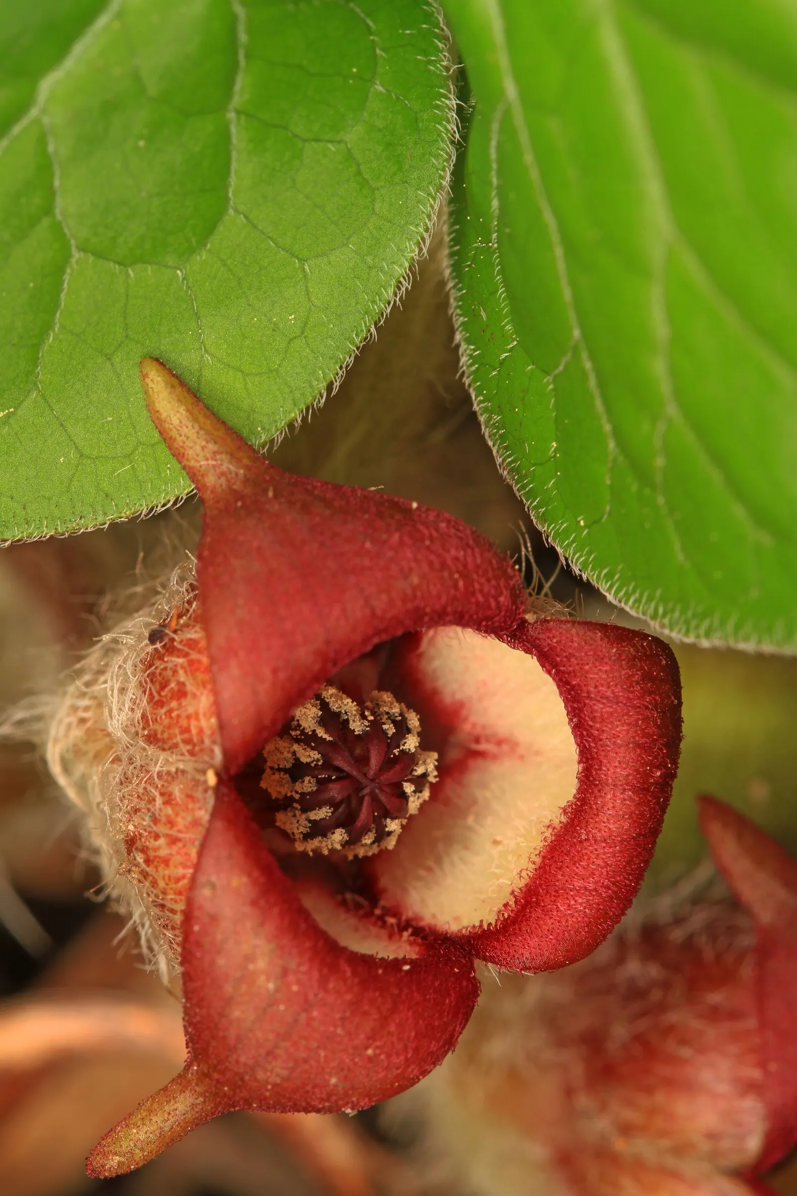 Wild Ginger (Asarum Canadense) — adding a broad-leafed visual interest beneath taller plants or trees; typically reaching only 6 to 12 inches in, image 56