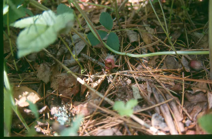 Wild Ginger (Asarum Canadense) — creating a lush carpet of foliage.<br><br>The heart-shaped leaves of Wild Ginger are a deep green