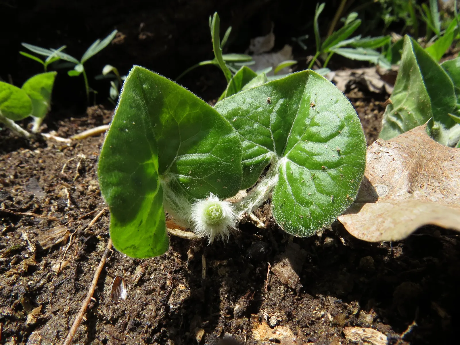 Wild Ginger (Asarum Canadense) — In late spring, the plant produces curious, cup-shaped flowers, which are often hidden beneath its foliage; when, image 57