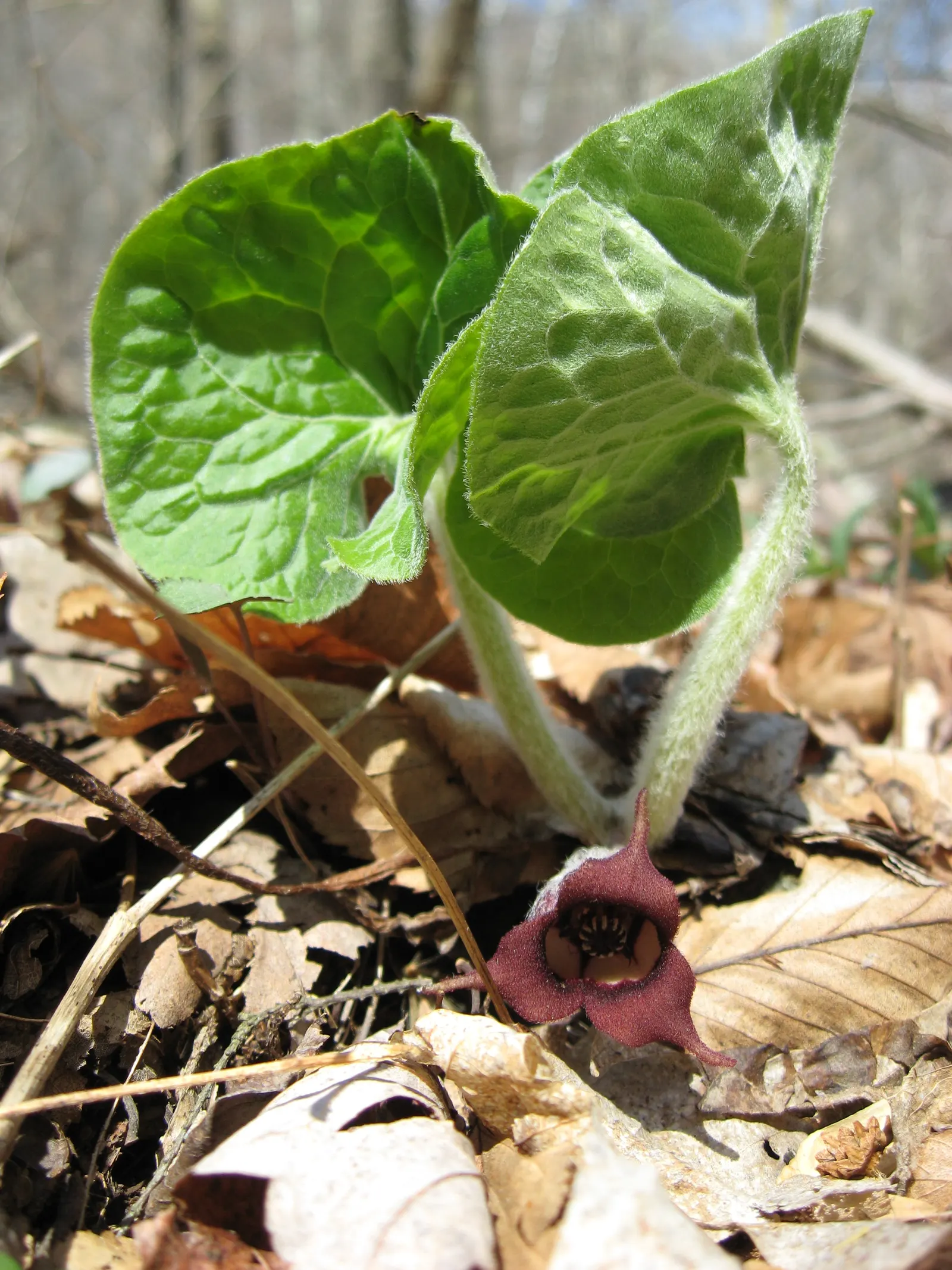 Wild Ginger (Asarum Canadense) — Hardy, low-maintenance, and excellent for naturalistic woodland settings; when planting, space the rhizomes, image 69