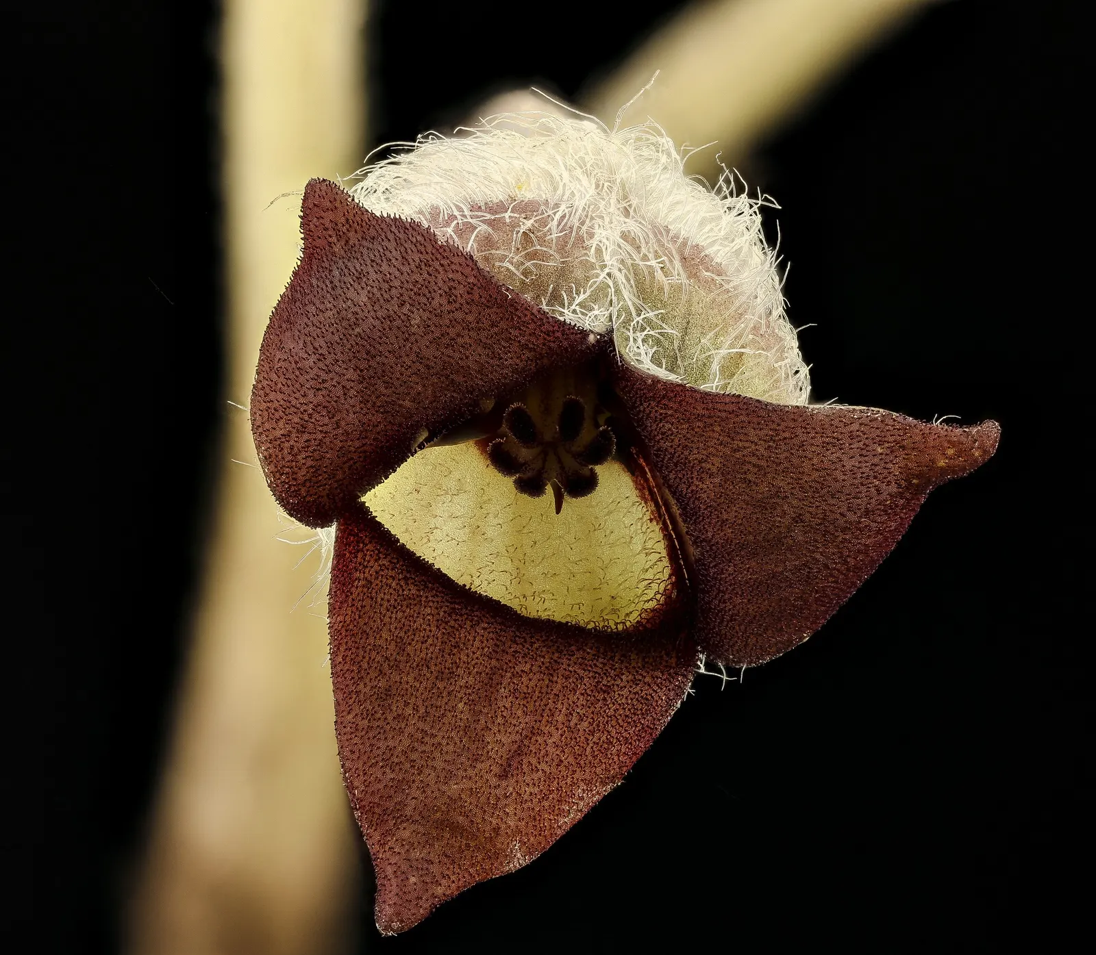 Wild Ginger (Asarum Canadense) — Hardy, low-maintenance, and excellent for naturalistic woodland settings; when planting, space the rhizomes, image 90
