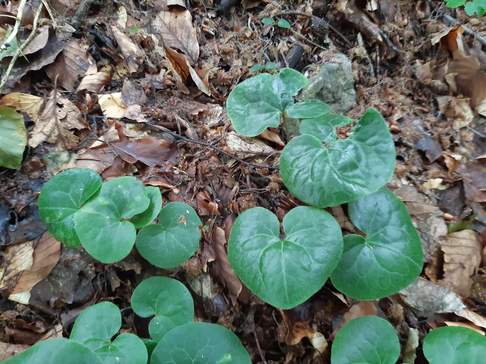 Wild Ginger (Asarum Canadense) — with a velvety texture that can span up to 6 inches across; maroon, bell-shaped flowers bloom subtly beneath, image 55
