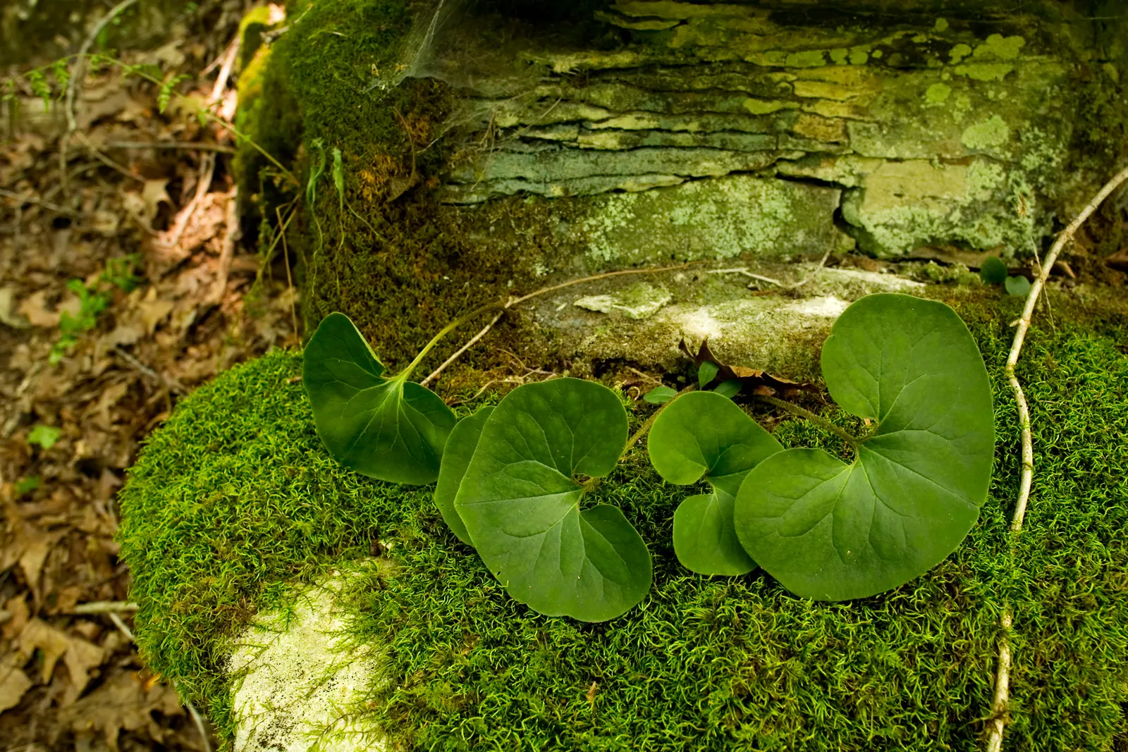 Wild Ginger (Asarum Canadense) — Wild Ginger also holds historical significance for its culinary uses; maroon, bell-shaped flowers bloom subtly, image 82